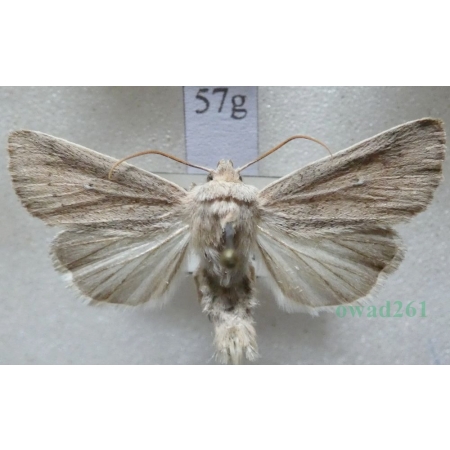 Mythimna sicula (Treitschke, 1835) Czech57g